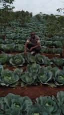 Kings254 strawberry runners and fruits Kenya 